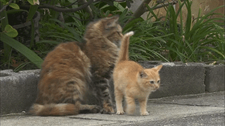 157432238938929.gif