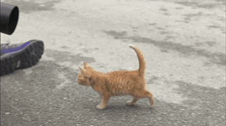 157432238983360.gif