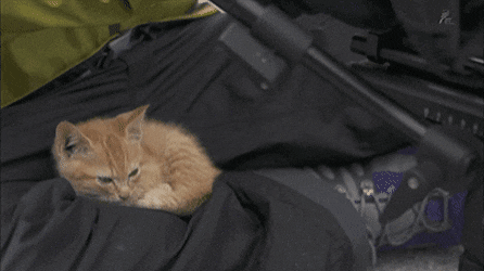 157432239057257.gif