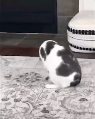 157432979290913.gif