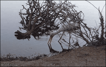 157433062272650.gif