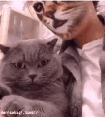 157459241771421.gif