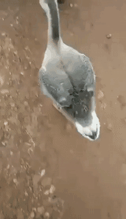 157459251610357.gif