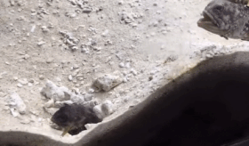 157511570969038.gif