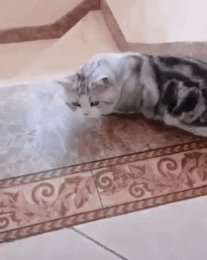 157520980527902.gif