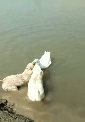 157563896325657.gif