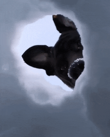 157620953438037.gif