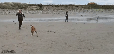 157620980420477.gif