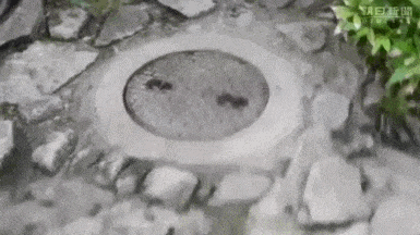 157620991238551.gif
