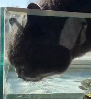 157621077018658.gif