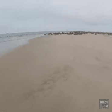 157658316792859.gif