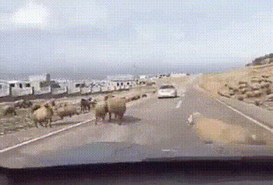 157701440260401.gif