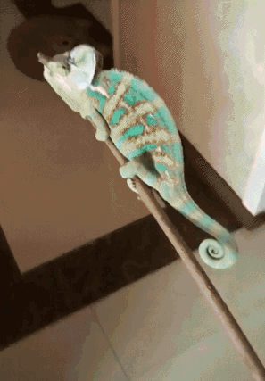 157701685285421.gif