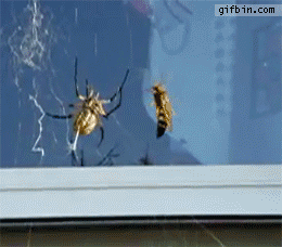157728394798561.gif