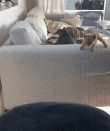 157735917874477.gif