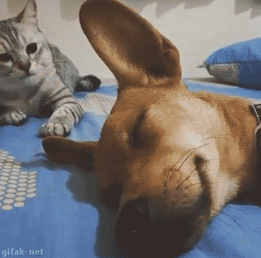 157761994726424.gif
