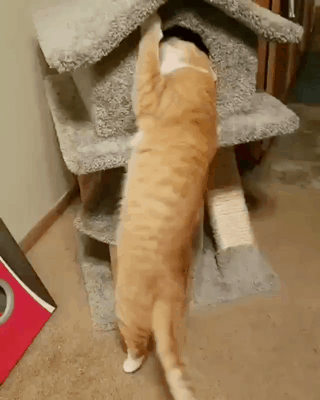 157769757786544.gif