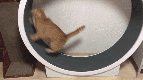 157769767088437.gif