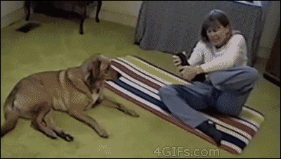 157796354024261.gif