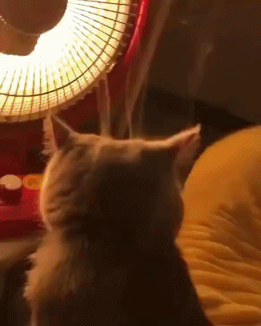 157796412781031.gif
