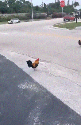 157796498224227.gif