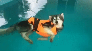 157796774632363.gif