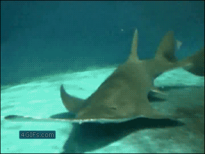 157796805735593.gif