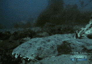 157796805940598.gif