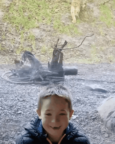 157797385717364.gif