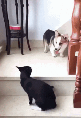 157823613673369.gif