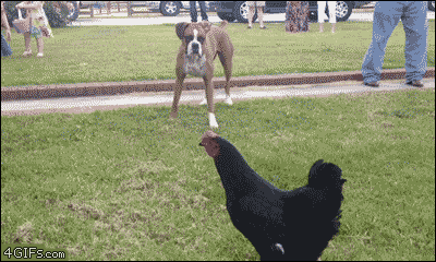 157831448417543.gif