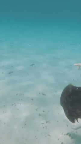 157847070986857.gif