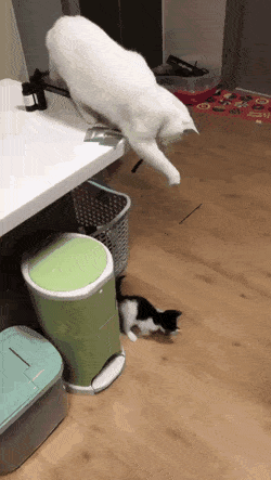 157848077236871.gif