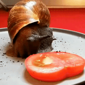 157863066244093.gif