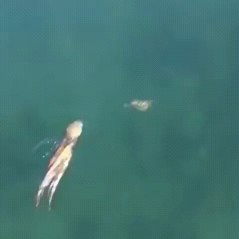 157863070183482.gif