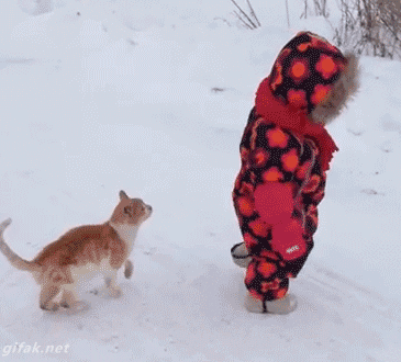 157887327567036.gif