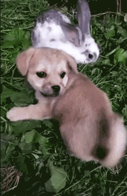 157900765417100.gif