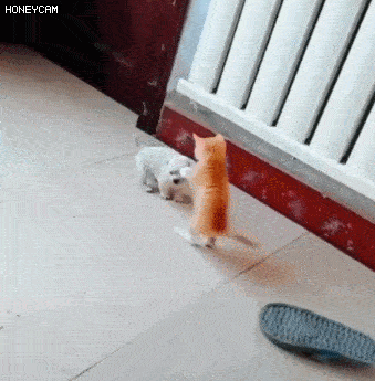 157900769565882.gif