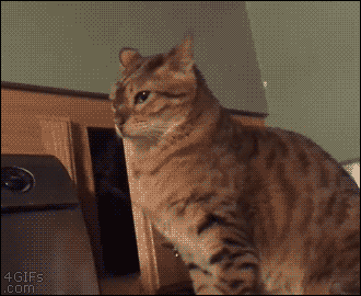 157908263931155.gif