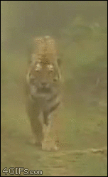 157917733385759.gif