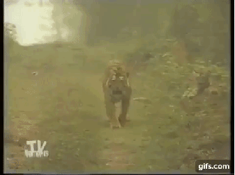 157917735792384.gif
