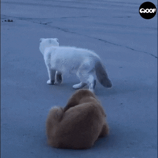 157942118125847.gif