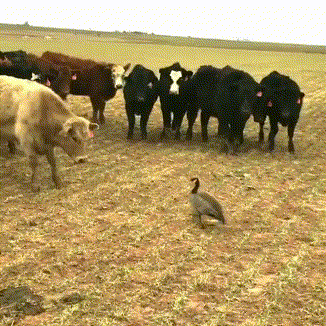 158017003050322.gif
