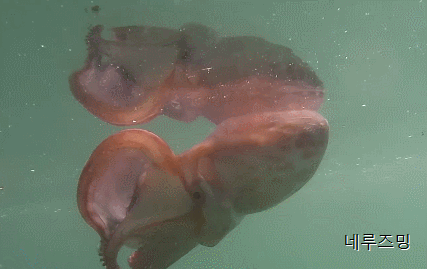 158039035766731.gif