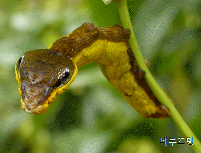 158039040276768.gif