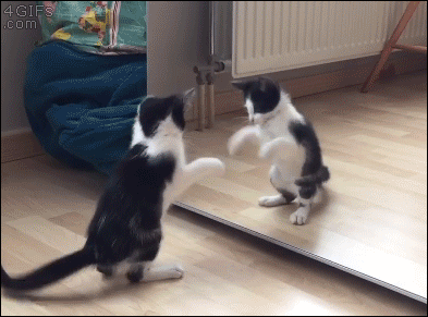 158082103380824.gif