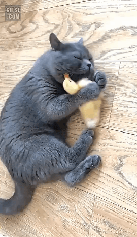 158082423943916.gif