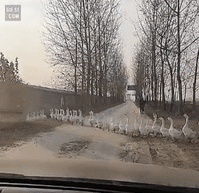 158090890521077.gif