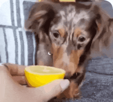 158098000397792.gif
