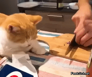 158099185763097.gif